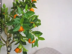 Linnhigh 143, New See and Xnxx Sexy WebCam Record 87